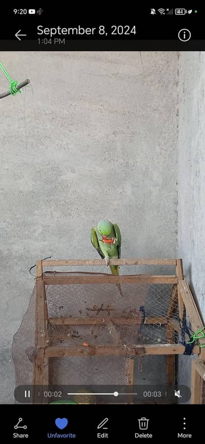 full tame adult talking full tame jase marzi pakra 0 bite ha garenty