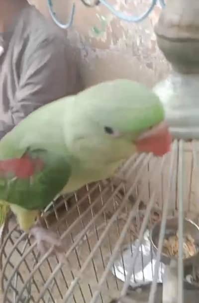 raw parrot