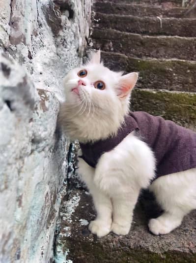 Persian female beautiful white cat