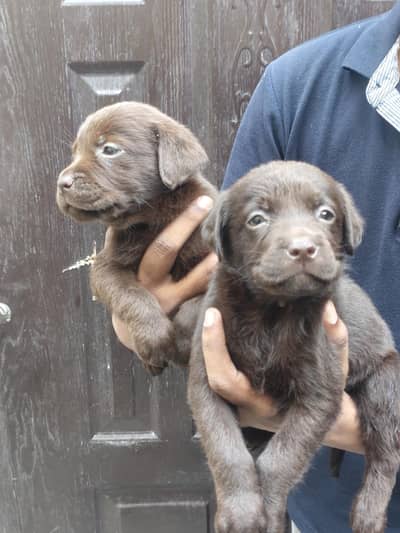 Labrador puppies