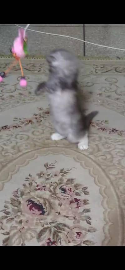 Persian kitten up for sale