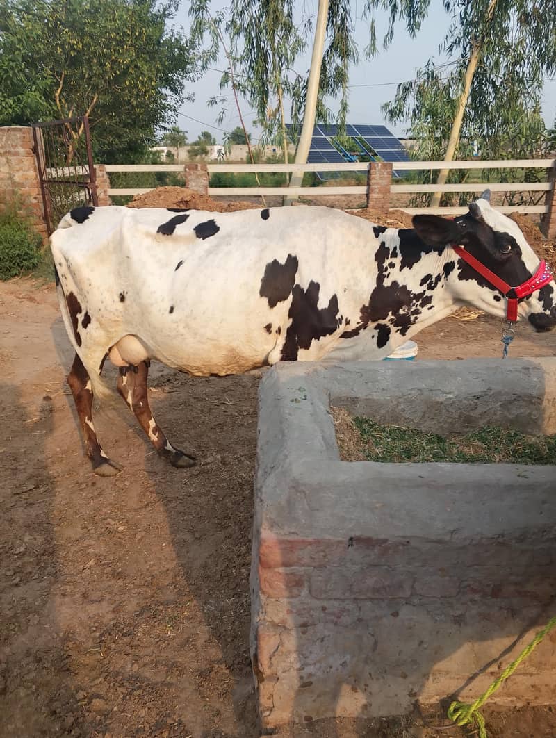 تازہ ڈلیور گائے فار سیل 2
