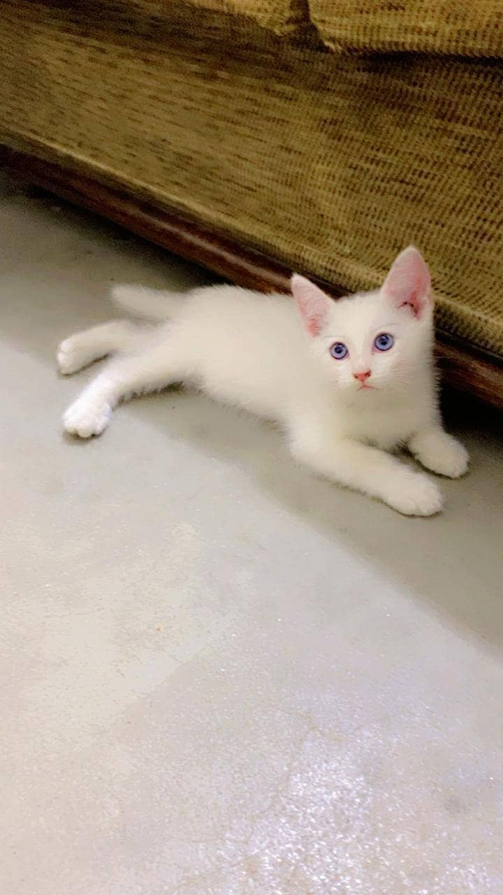kittens 0