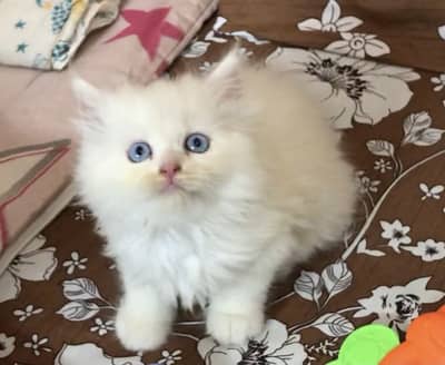 Persian kittens