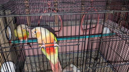 Pineapple Conure Breeder  With Cage