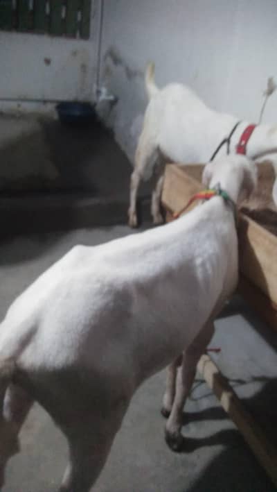 Male mundra khary ka