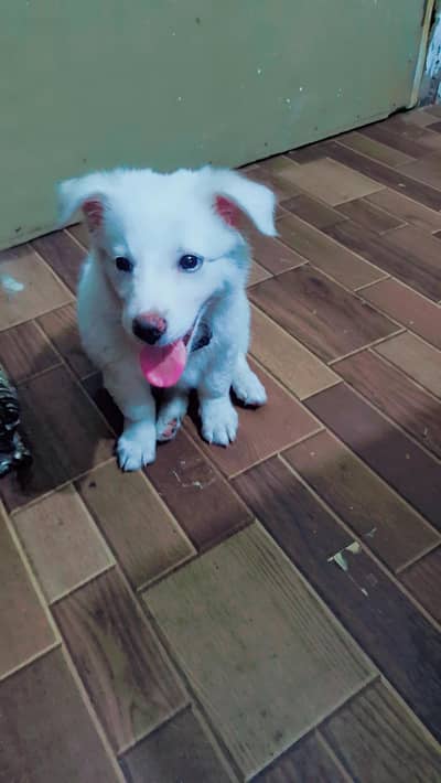 Russian dog 1.5 months fully vaccinated happy and pleasure full dog