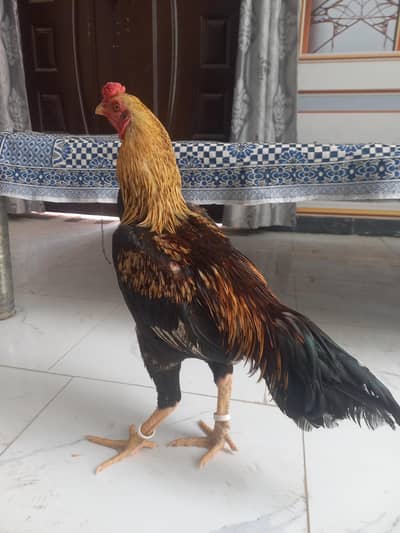 the best hen of the world