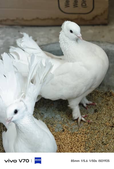 2 luckay breeder pair