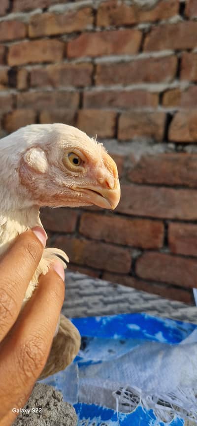 parrot beak aseel chick female