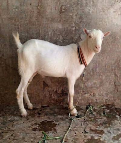 Pointed tedda Rate fnl Hy