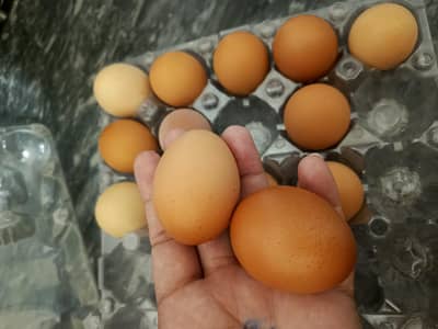 desi eggs