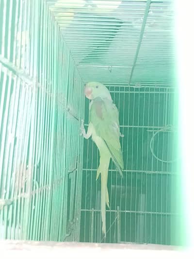Adult Raw Male for sale