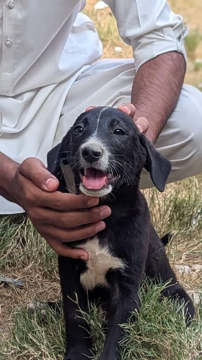 Bully black dog . White touch. contact for detail.