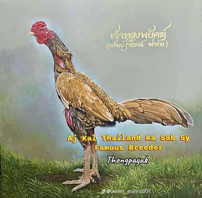 Read add first price km ho gie gi Thai×burmi female for sale