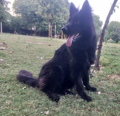 German shepherd  long Coat