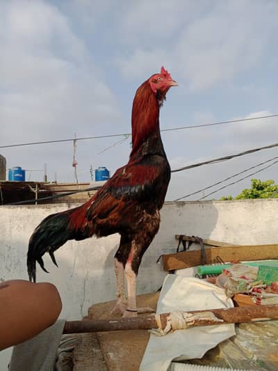 Lakha Aseel murgha