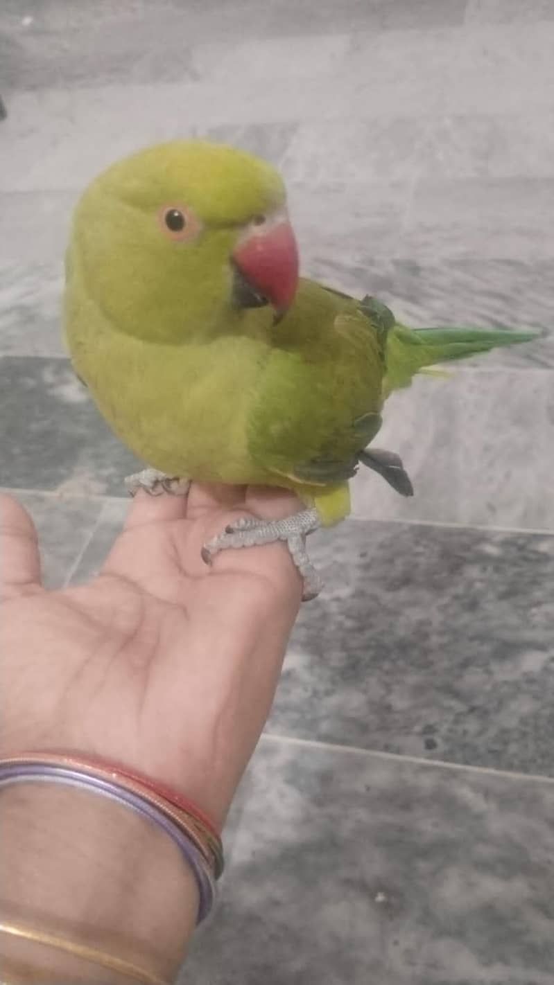 Ringnack bird 0