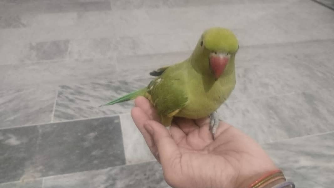 Ringnack bird 1