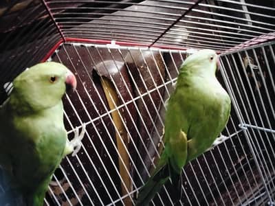 Ringneck parrot pair for sale 1.5 years