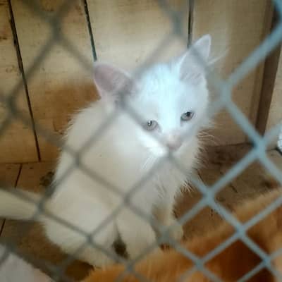 pure pairsian triple coted pairsian kitten for sale