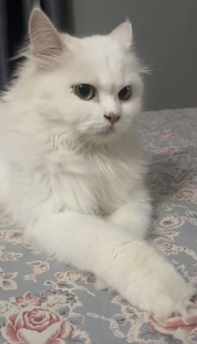 White persian cat