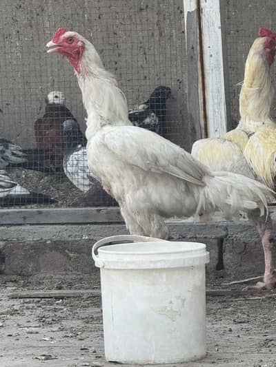 Aseel Rooster (2 white and 1 black & white)