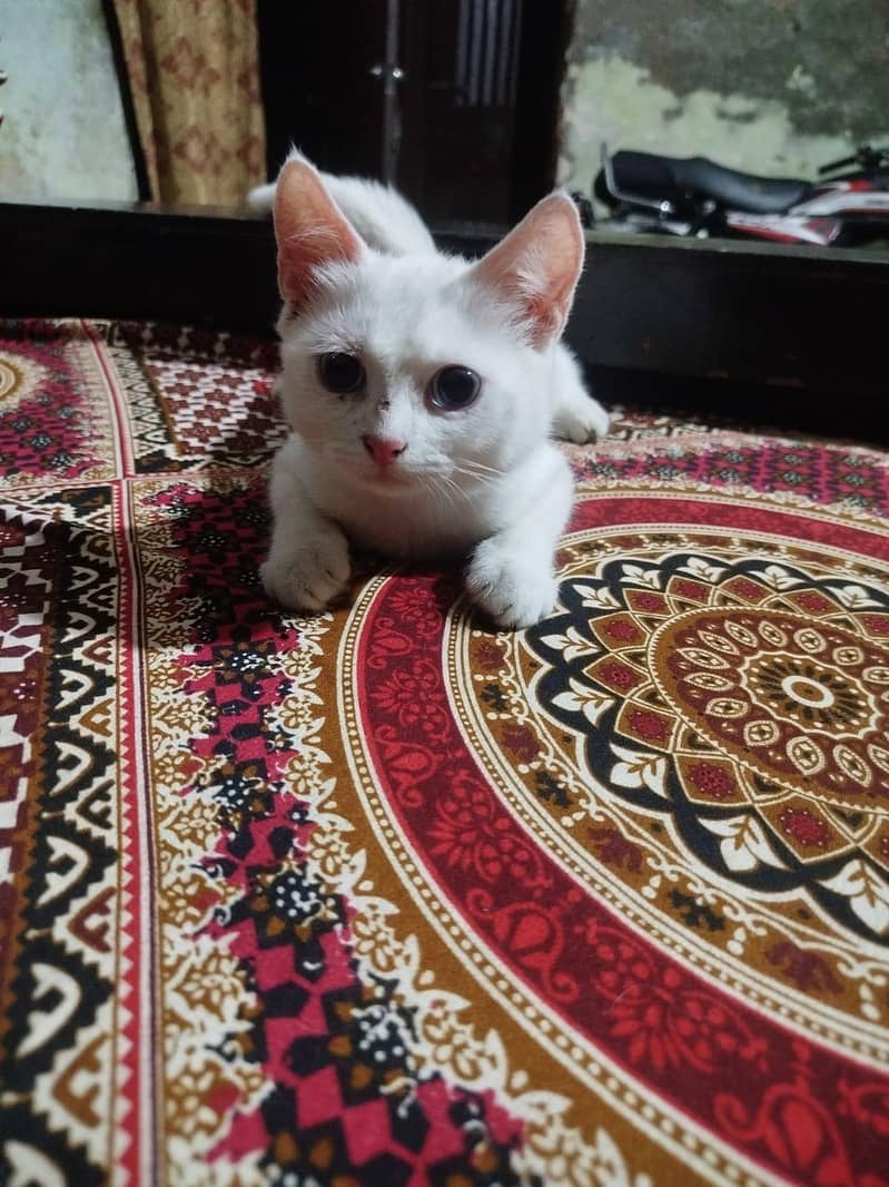 persion cat 0
