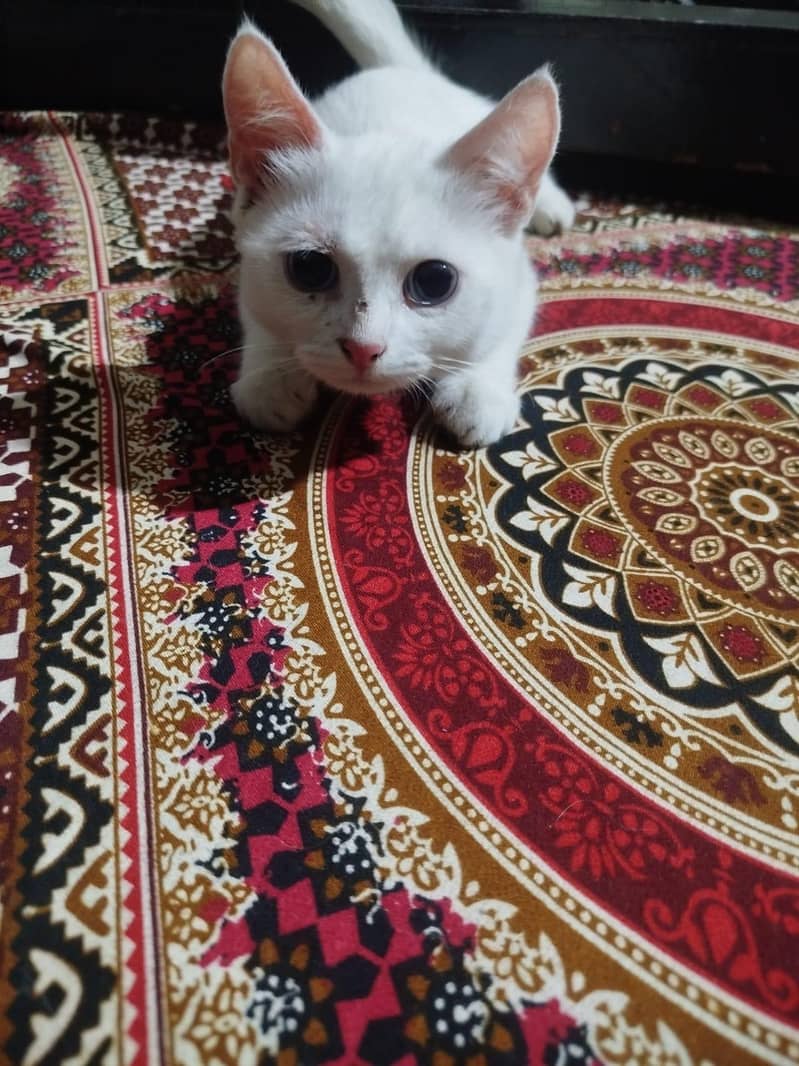 persion cat 1