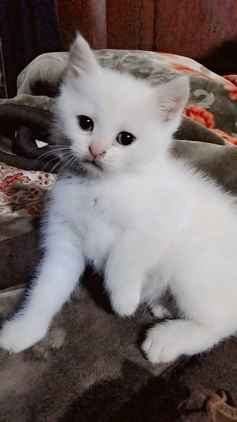 persion cat 2