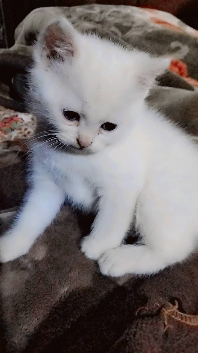 persion cat 3