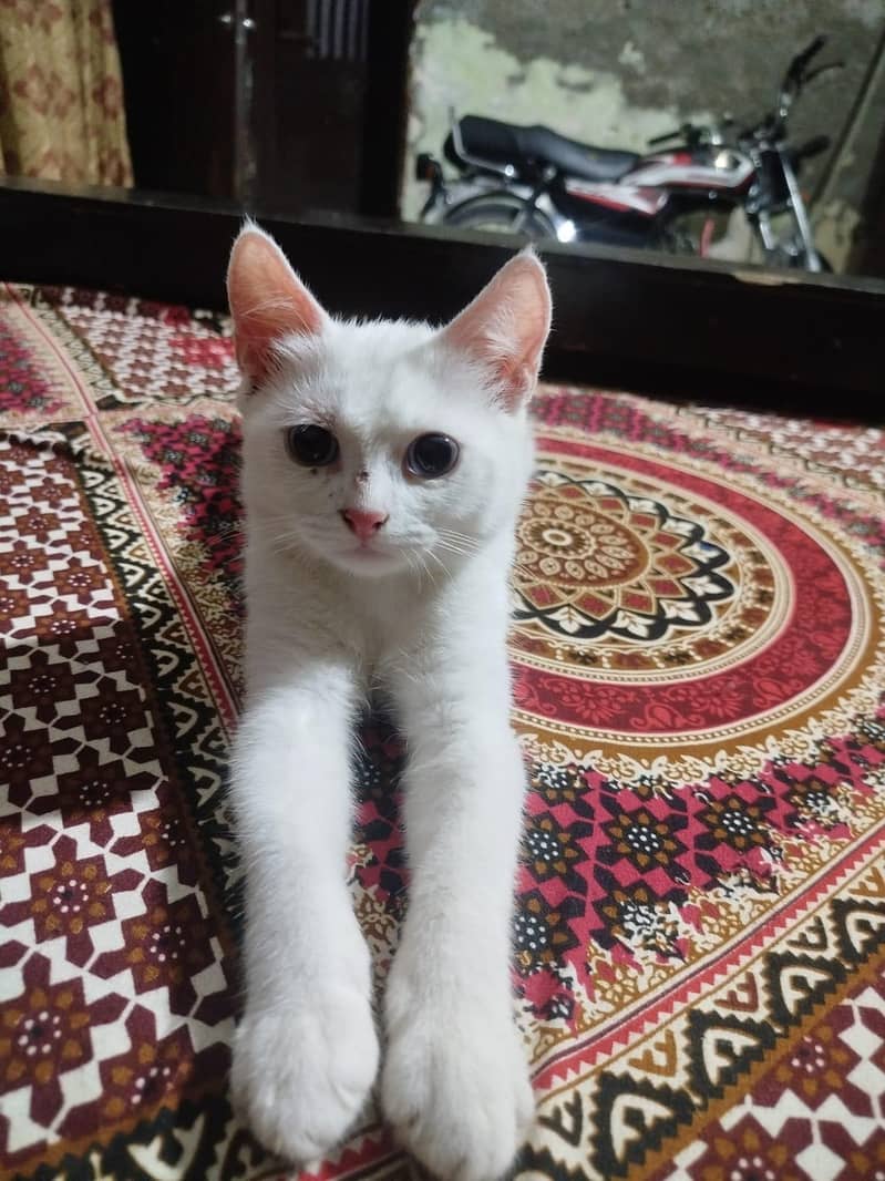 persion cat 4