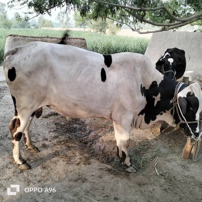 bull for sale hy agar kisi BHI ko chahiy to Rabta kary donda hy