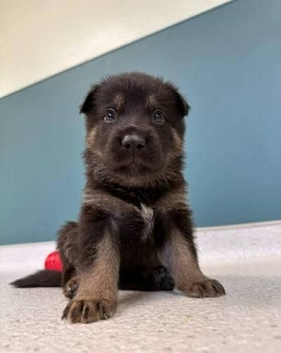 German shepherd puppies available for sale