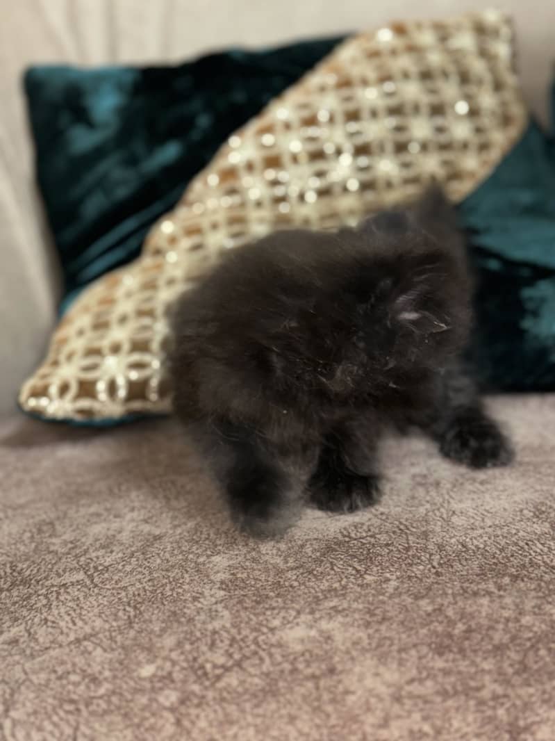 5 cats 3