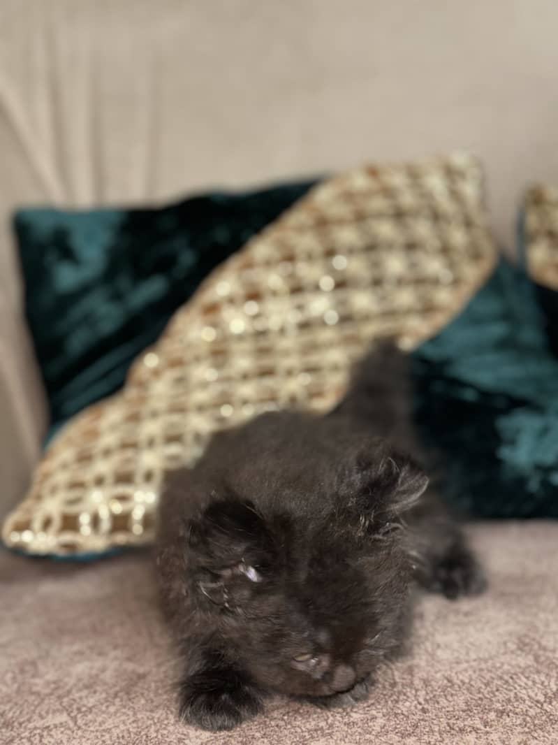 5 cats 4