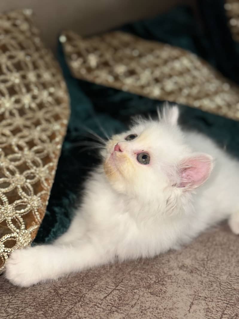 5 cats 8
