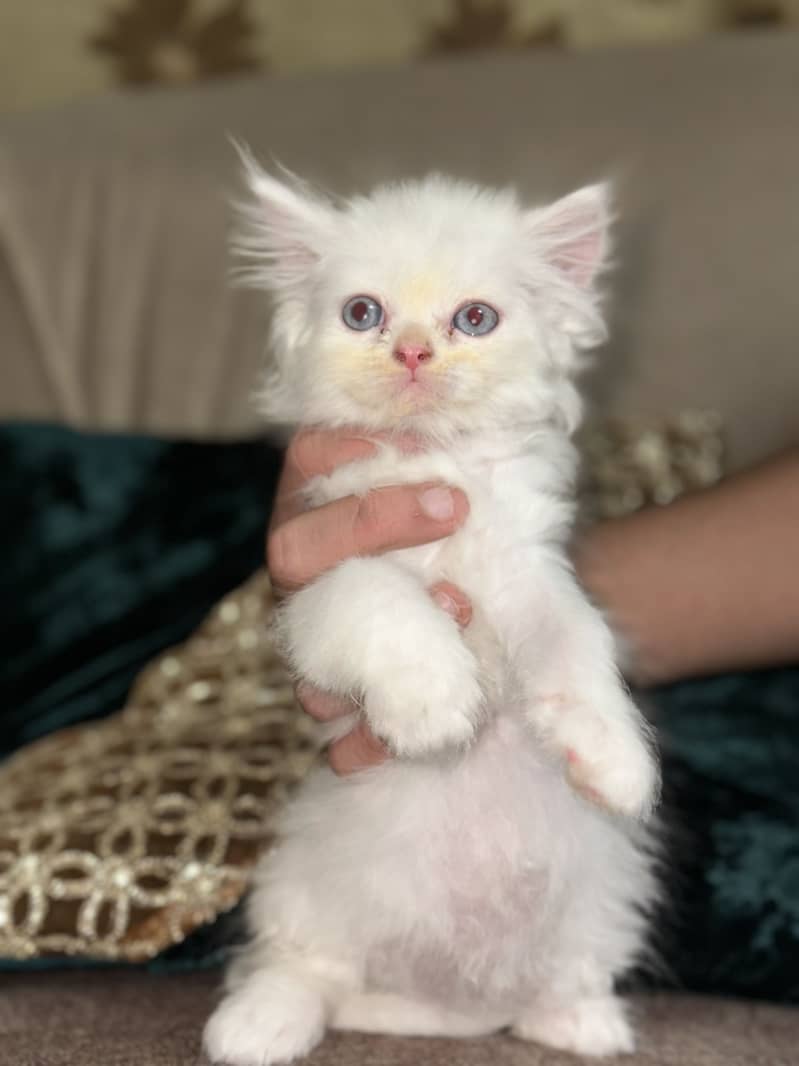 5 cats 12