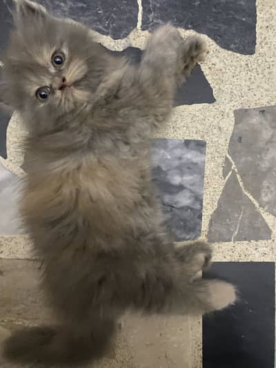 Persian kitten