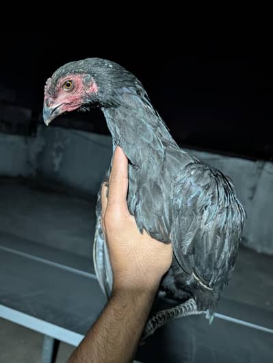 high quality Thai aseel female for sell. Whatsapp: 03159640025