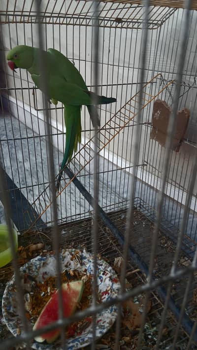 GREEN PAROT