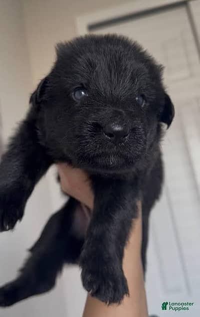 Black German shepherd puppies available for sale