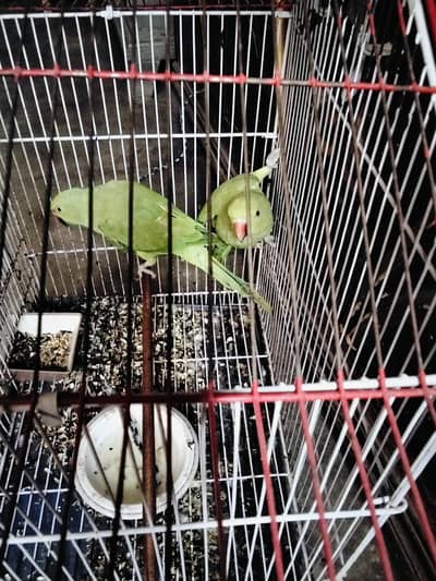 green for sale