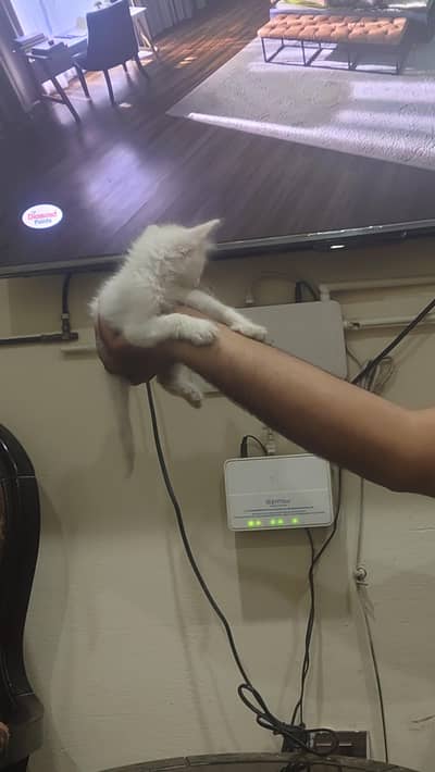 Snow is looking for a new home and caring family