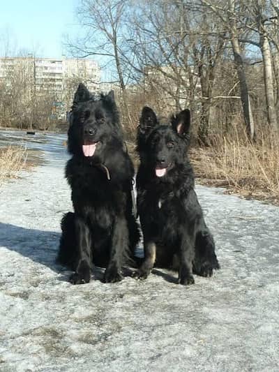 Pedigree long coated black German shepherd puppies available for sale