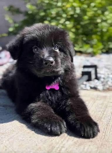 Pedigree long coated black German shepherd puppies available for sale