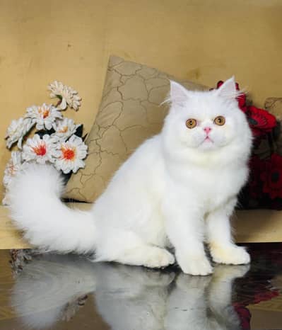 male kitten