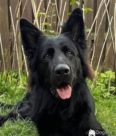 Pedigree long coated black German shepherd puppies available for sale