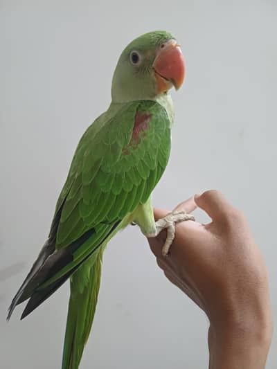 raw parrot
