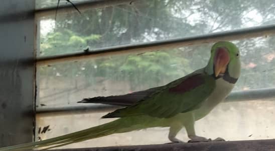 Healthy raw parrot available.
